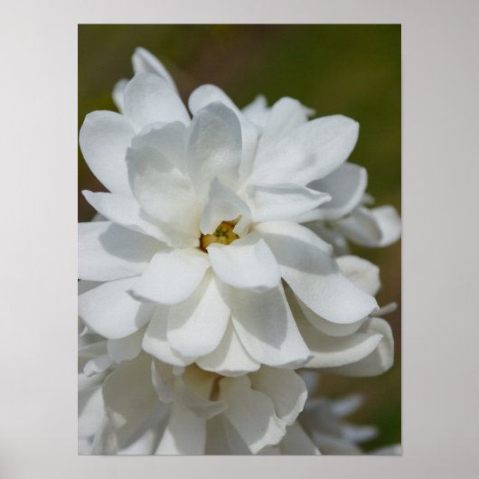 Silky Magnolia Poster (Voorkant)