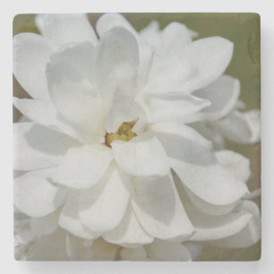 Silky Magnolia Stenen Onderzetter