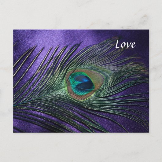 Silky Paarse Peacock Feather Briefkaart (Voorkant)