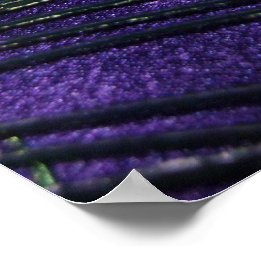 Silky Paarse Peacock Feather Poster (Hoek)