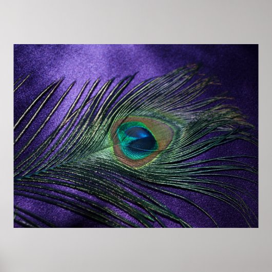 Silky Paarse Peacock Feather Poster (Voorkant)