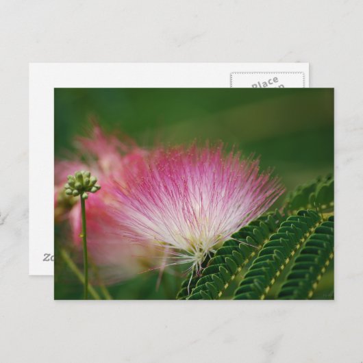 Silky Pink Mimosa Briefkaart (Voorkant / Achterkant)