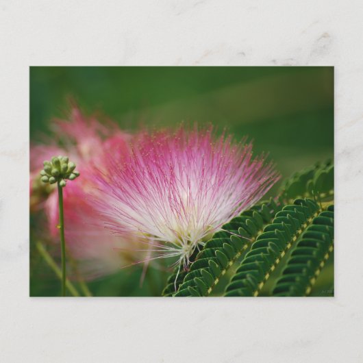 Silky Pink Mimosa Briefkaart (Voorkant)