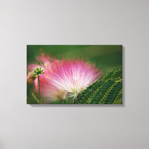 Silky Pink Mimosa Canvas Afdruk