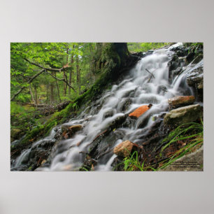 Silky Roots Forest Cascade Poster
