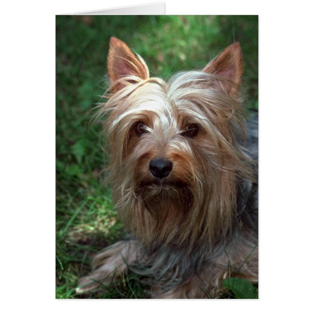 Silky Speelgoed Terrier (Voorkant)