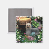 Silky Terrier Art Gifts Magneet (Voorkant / Achterkant)