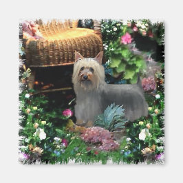 Silky Terrier Art Gifts Magneet