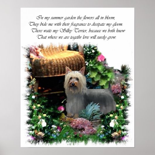 Silky Terrier Art Print (Voorkant)
