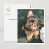 Silky Terrier puppy 10 weken oud Briefkaart (Voorkant / Achterkant)