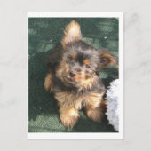 Silky Terrier puppy 10 weken oud Briefkaart (Voorkant)