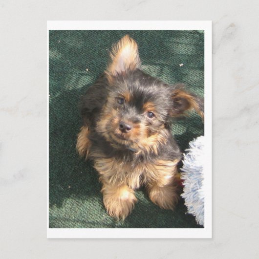 Silky Terrier puppy 10 weken oud Briefkaart (Voorkant)