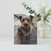 Silky Terrier wil een Treat Briefkaart (Staand voorkant)