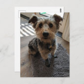 Silky Terrier wil een Treat Briefkaart (Voorkant / Achterkant)