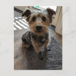 Silky Terrier wil een Treat Briefkaart