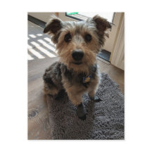 Silky Terrier wil een Treat