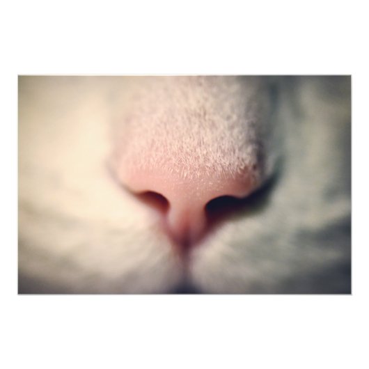 Silky White Kat Foto Afdruk (Voorkant)