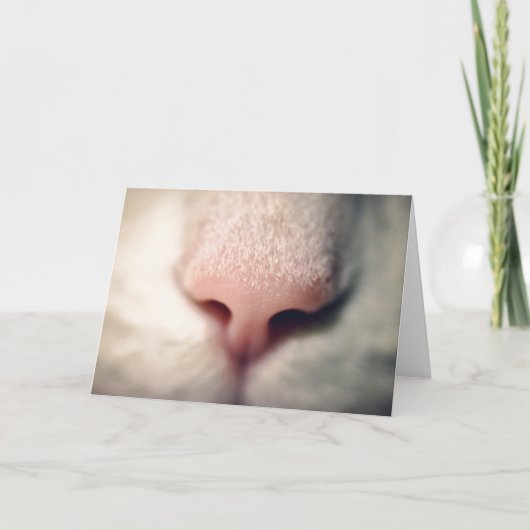 Silky White Kat Wenskaart Kaart (Voorkant)