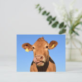 Silly Brown Cow Close-Up Briefkaart (Staand voorkant)