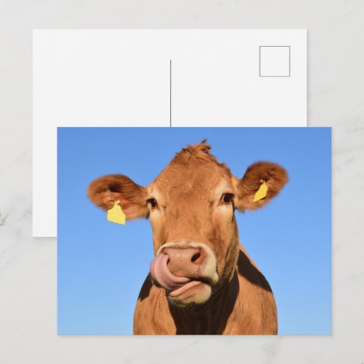 Silly Brown Cow Close-Up Briefkaart (Voorkant / Achterkant)