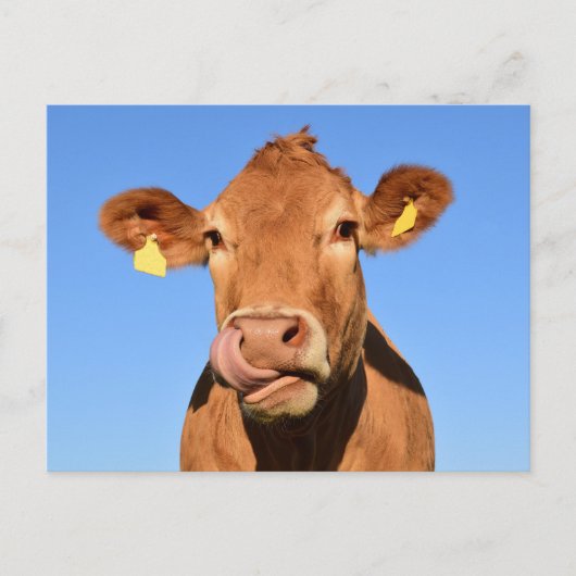 Silly Brown Cow Close-Up Briefkaart (Voorkant)