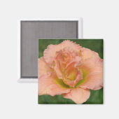 Siloam Dubbel Klassiek - Daylily Magneet (Voorkant / Achterkant)