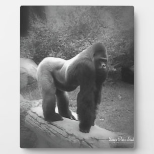 Silveback Gorilla Fotoplaat