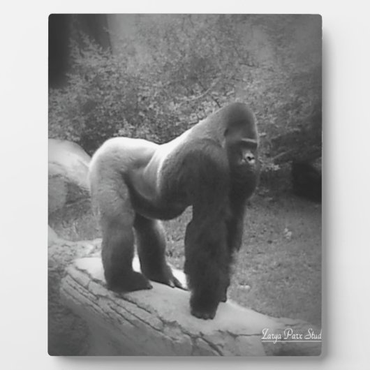 Silveback Gorilla Fotoplaat (Voorkant)