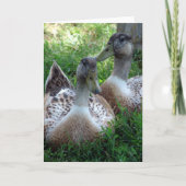 Silver Appleyard-tekeningen Kaart (Voorkant)