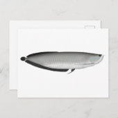 Silver Arowana Briefkaart (Voorkant / Achterkant)