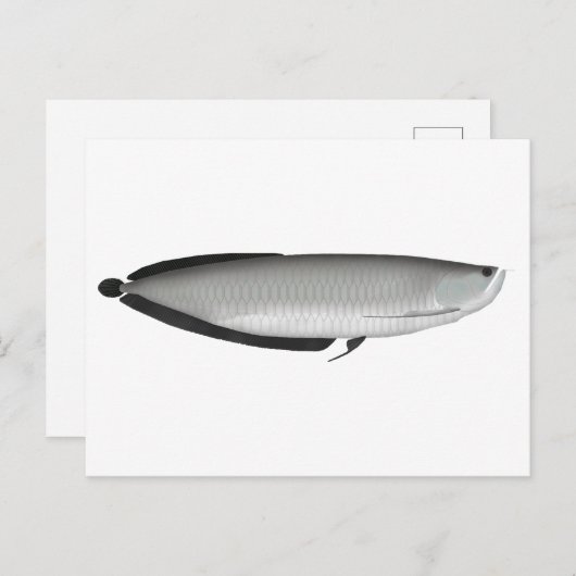 Silver Arowana Briefkaart (Voorkant / Achterkant)