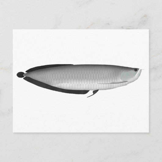 Silver Arowana Briefkaart (Voorkant)