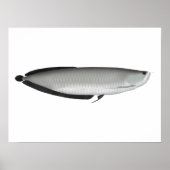 Silver Arowana Poster (Voorkant)