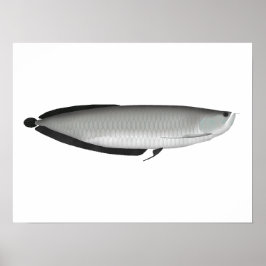 Silver Arowana Poster