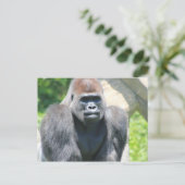 Silver Back Gorilla Briefkaart (Staand voorkant)