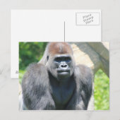 Silver Back Gorilla Briefkaart (Voorkant / Achterkant)
