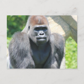 Silver Back Gorilla Briefkaart