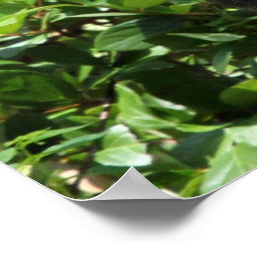 Silver Back Gorilla Poster (Hoek)