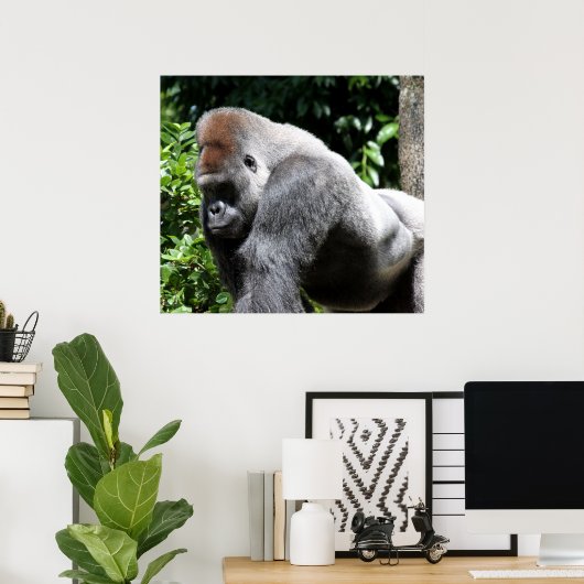 Silver Back Gorilla Poster (Thuiskantoor)