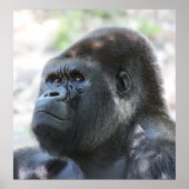 Silver Back Gorilla Poster (Voorkant)
