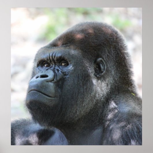 Silver Back Gorilla Poster (Voorkant)