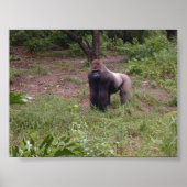 Silver Back Poster (Voorkant)