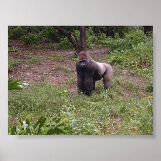 Silver Back Poster (Voorkant)