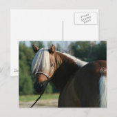 Silver Bay Miniatuur Horse Mare Briefkaart (Voorkant / Achterkant)