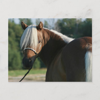 Silver Bay Miniatuur Horse Mare Briefkaart