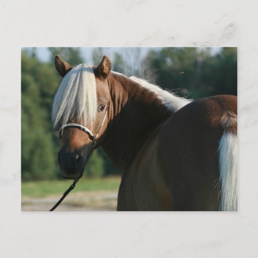 Silver Bay Miniatuur Horse Mare Briefkaart (Voorkant)