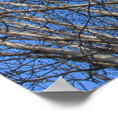 Silver Birch Branches 02 Poster (Hoek)