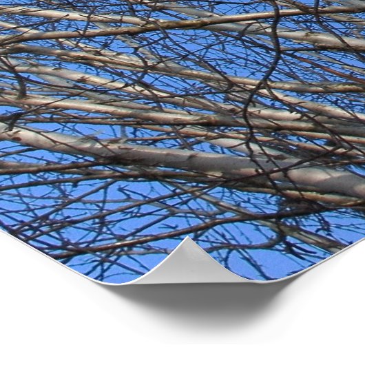 Silver Birch Branches 02 Poster (Hoek)