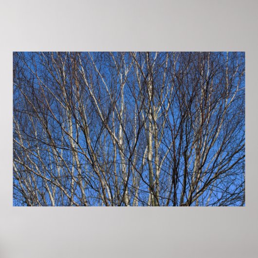 Silver Birch Branches 02 Poster (Voorkant)