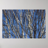 Silver Birch Branches Poster (Voorkant)